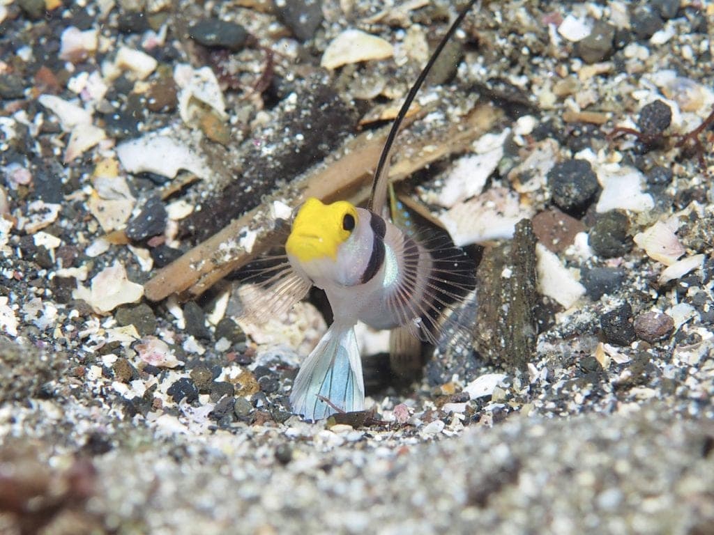 ヒレナガネジリンボウの写真