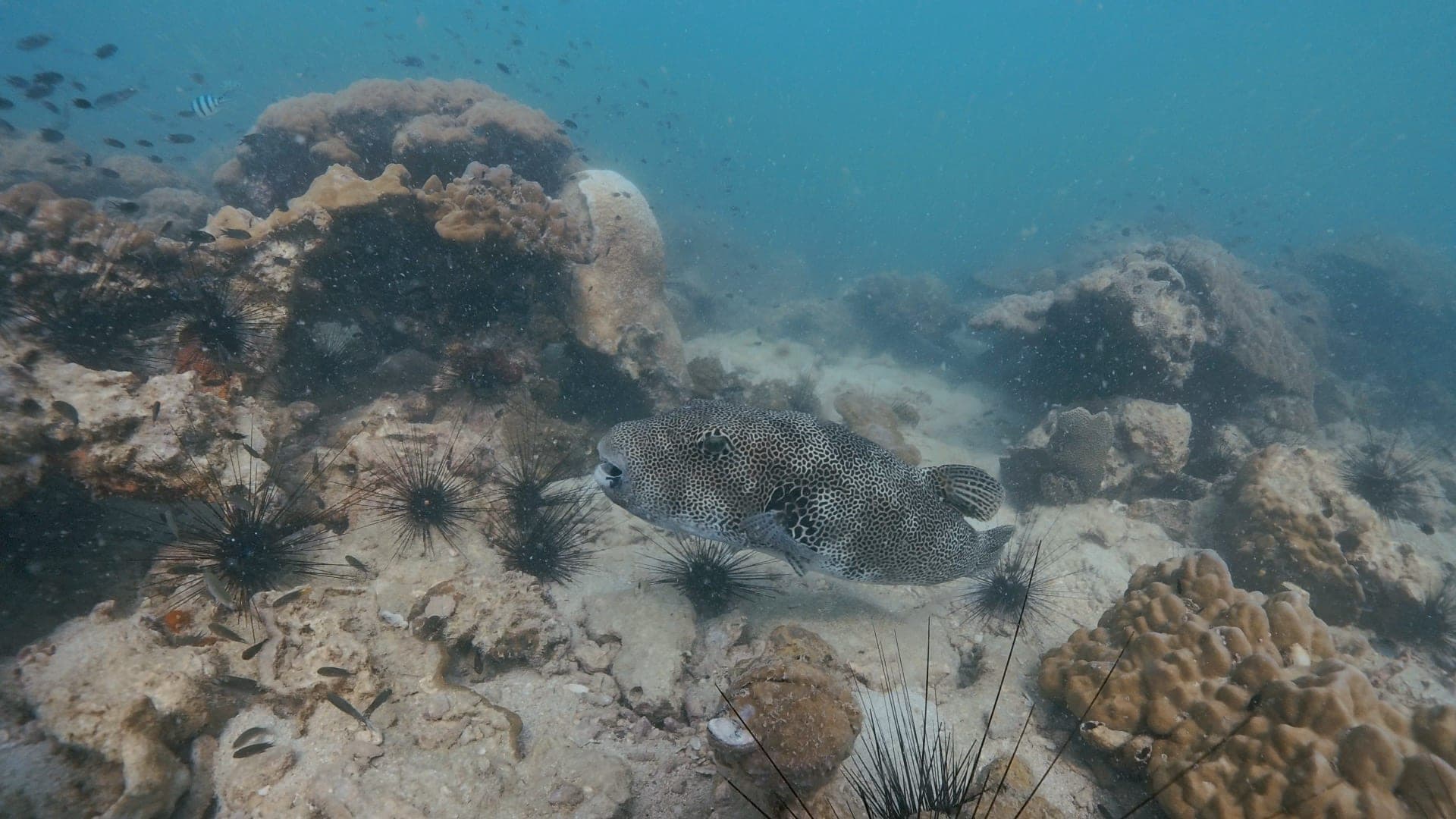 モヨウフグの写真
