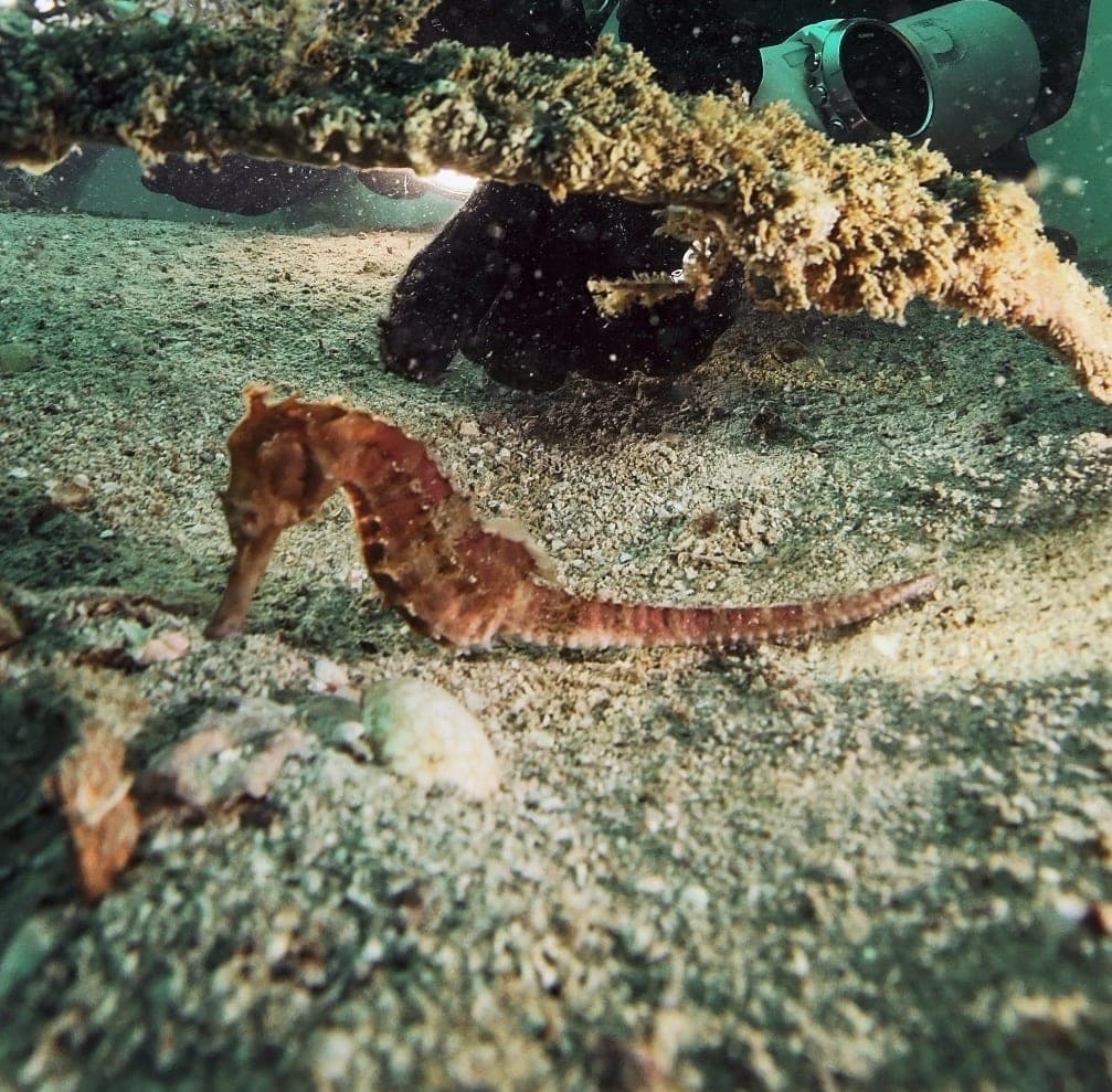 サンゴタツの写真
