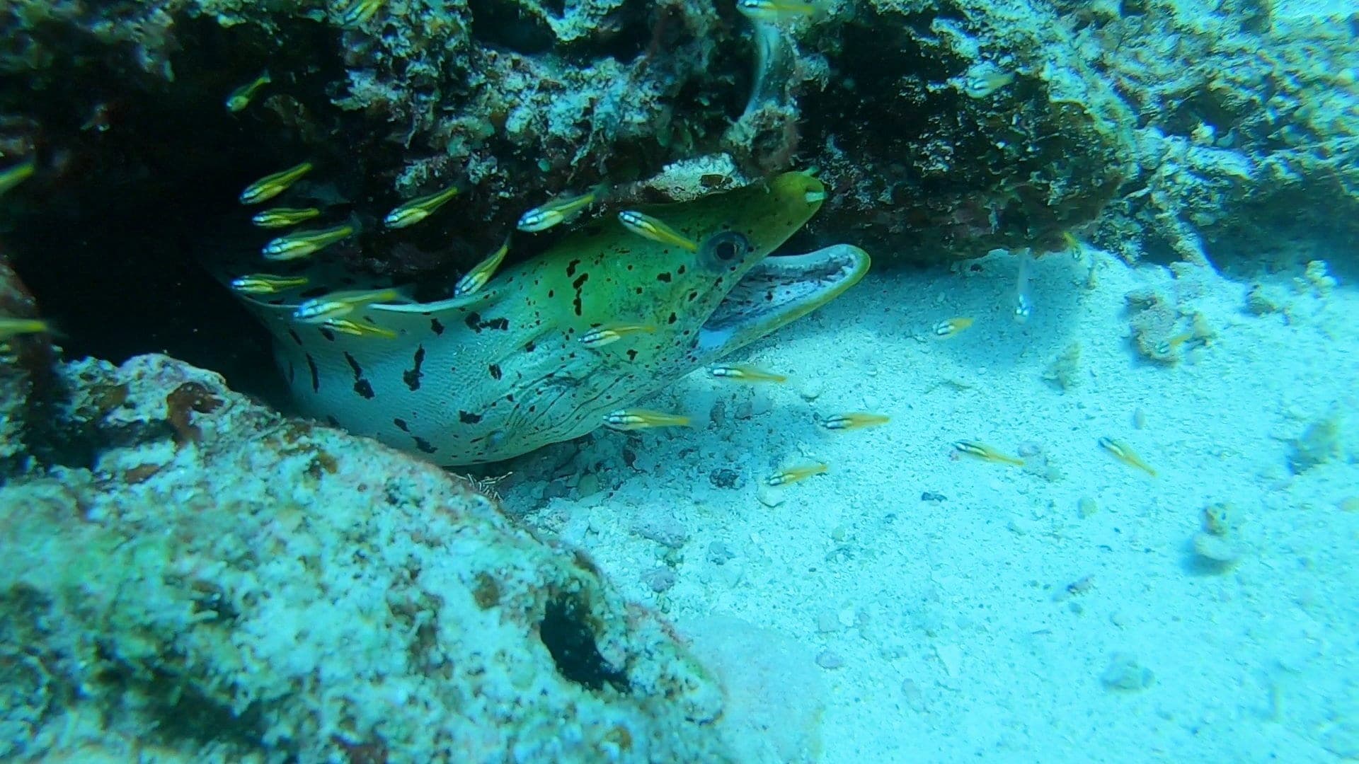 ヘリゴイシウツボの写真