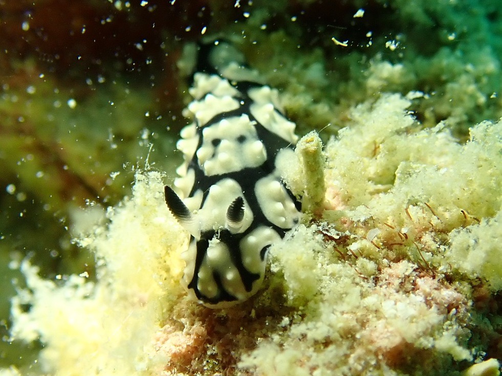 シマウツボの写真